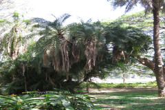 Phoenix reclinata
